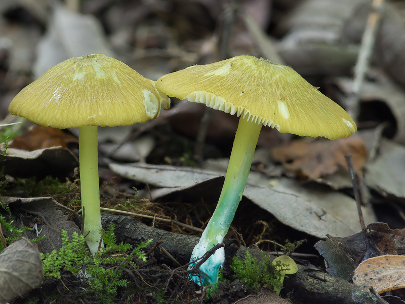 Entoloma incanum